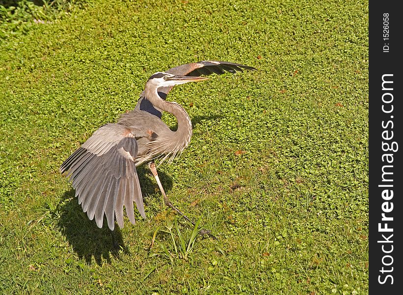 This Great Blue Heron is shooing away a rival from his territory.  Taken on the banks of the St. Johns River near DeLand, Florida. This Great Blue Heron is shooing away a rival from his territory.  Taken on the banks of the St. Johns River near DeLand, Florida.