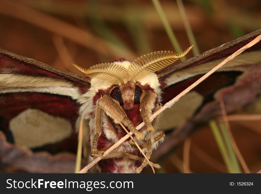 Atlas moth portrait