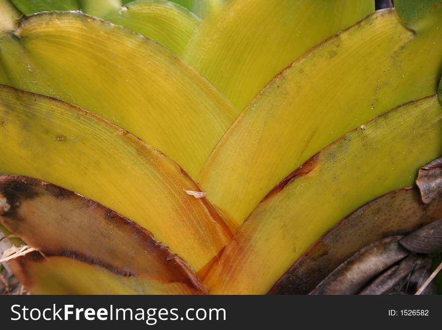 Roraima Plants Closeup