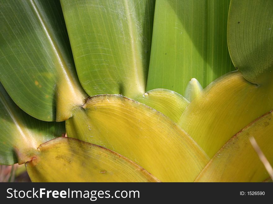 Roraima Plants Closeup