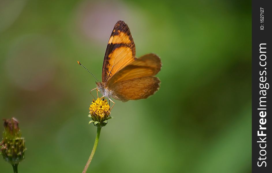 Orange Butterfly on a flower