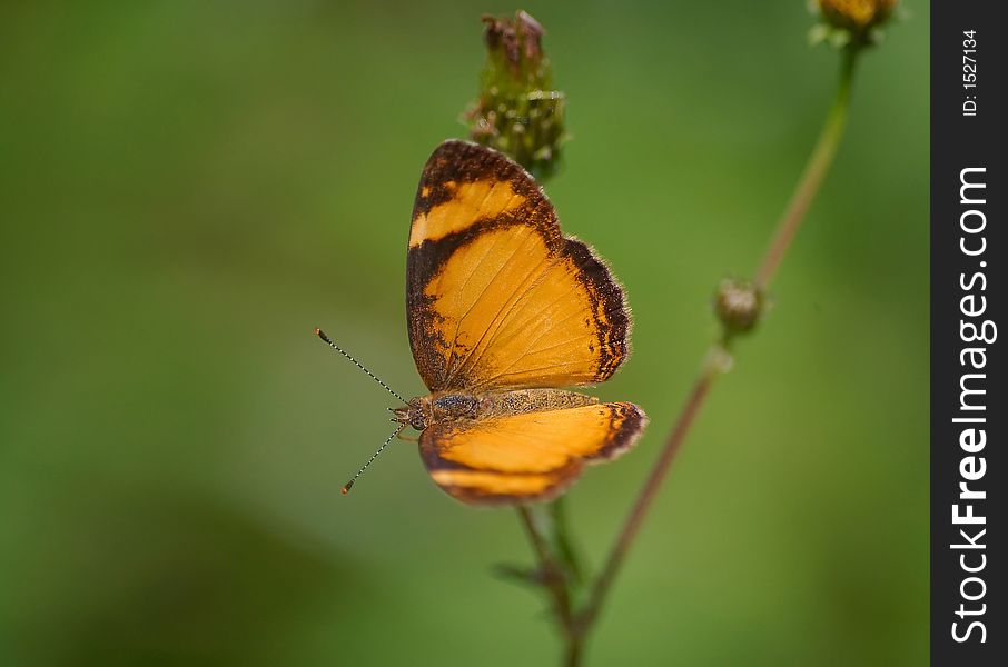 Orange Butterfly on a flower