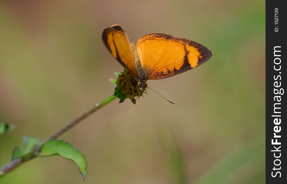 Orange Butterfly on a flower