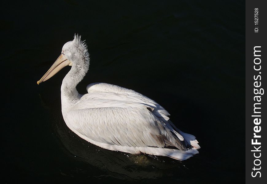 White pelican in dark water