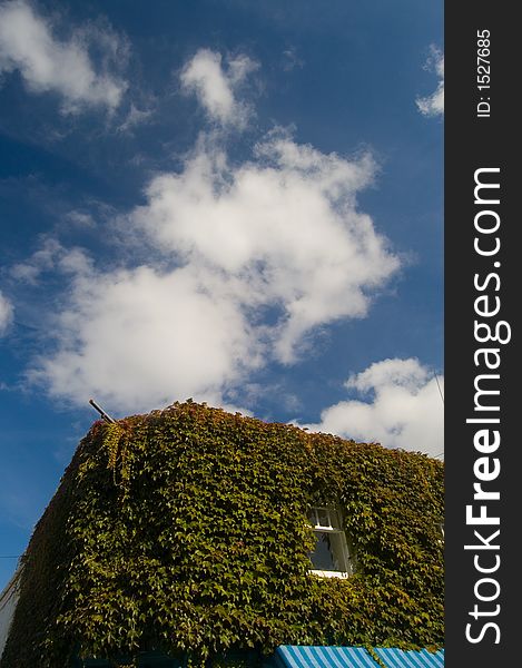 Plant Covered Building And Blue Sky