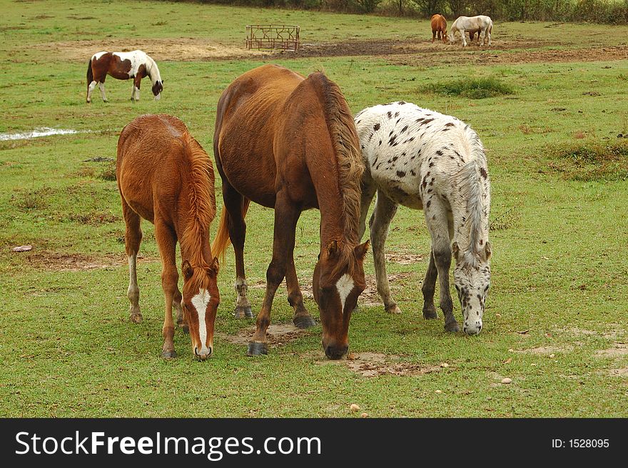 Mare and two foals grazing in pasture. Mare and two foals grazing in pasture