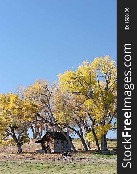 Fall colors sheltering a small old shack in rural wyoming with a clear blue sky for copyspace. Fall colors sheltering a small old shack in rural wyoming with a clear blue sky for copyspace