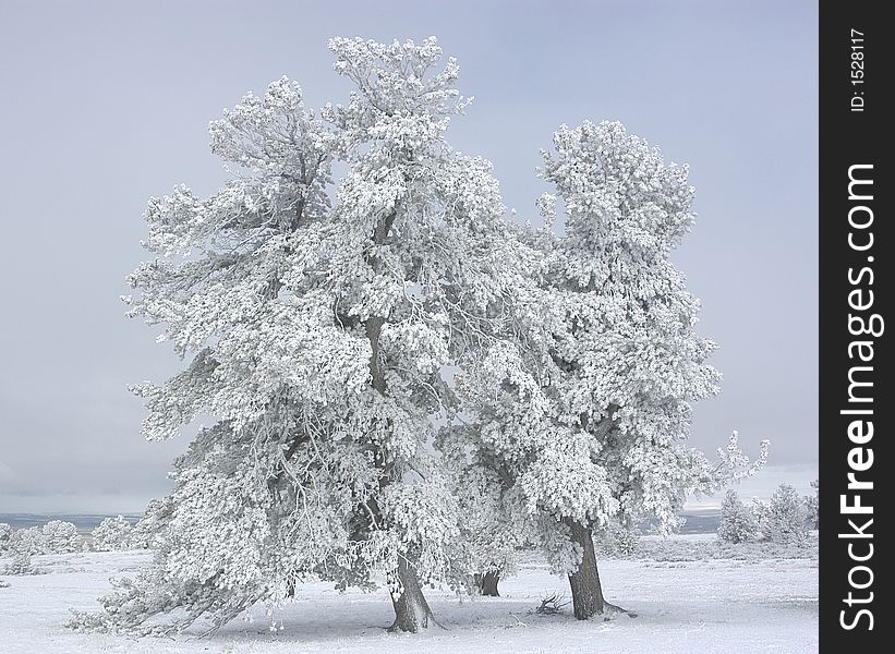 Winter Trees