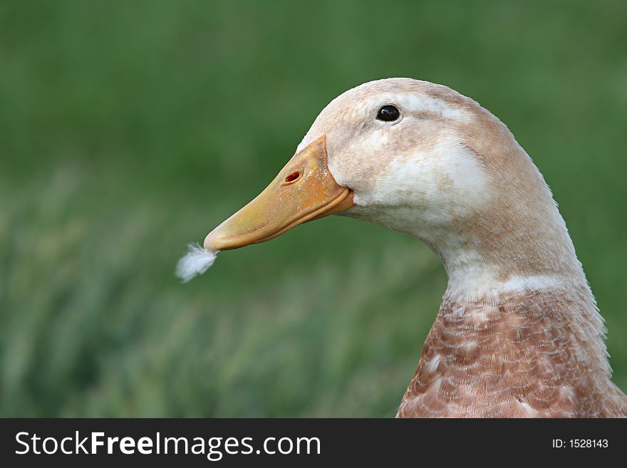 Guilty - goose with feather sticking out of its bill