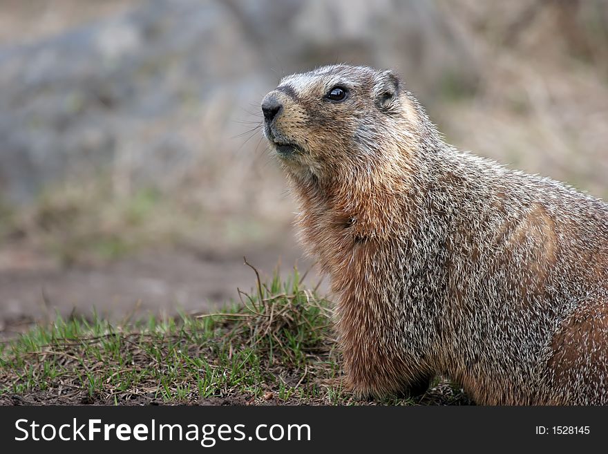 Yellow bellied marmot in yellowstone national park, wyoming.