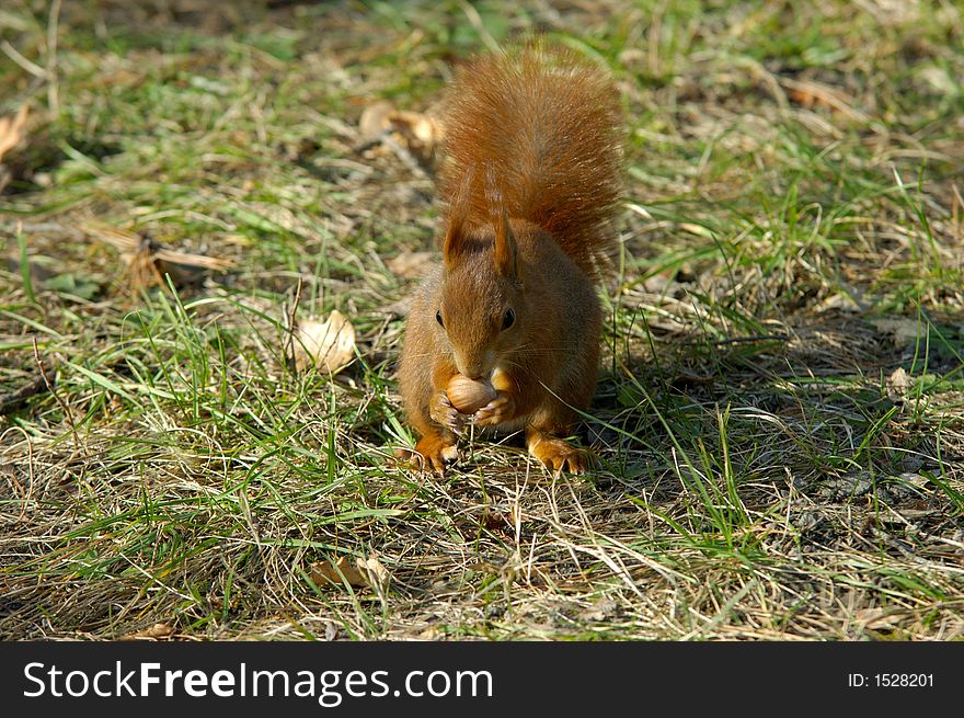 Red Squirrel eats a nut