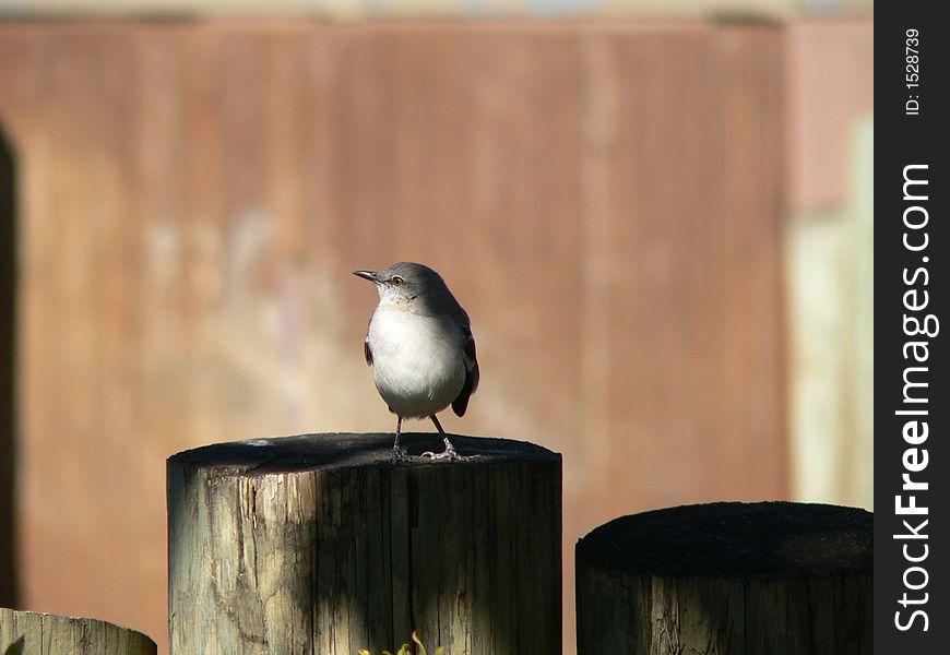 Bird on a Fence