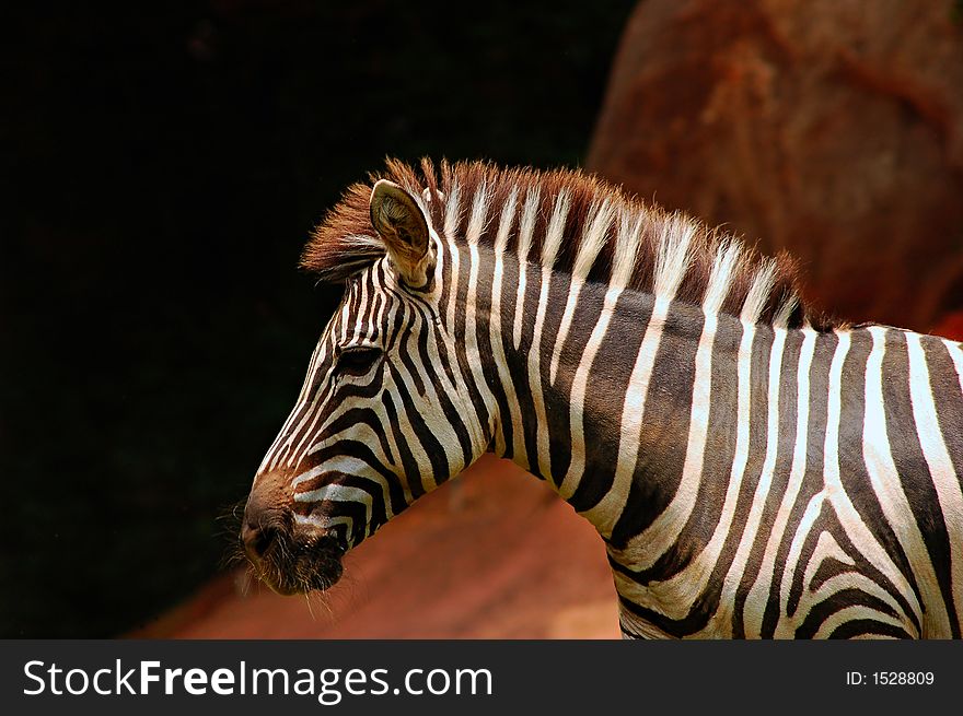 A zebra trotting in its natural habitat. A zebra trotting in its natural habitat