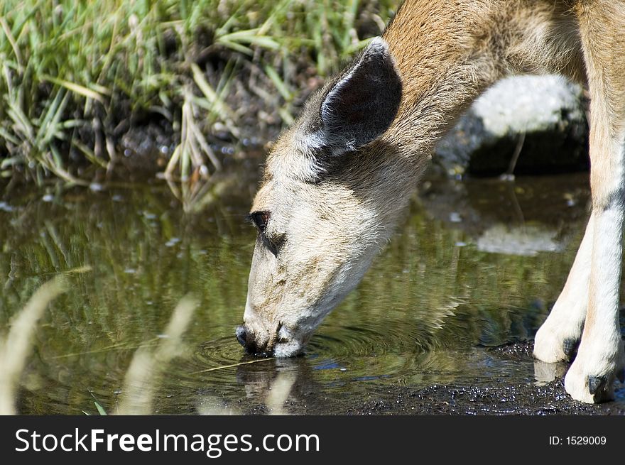 Mule Deer gets a drink of water from a puddle. Mule Deer gets a drink of water from a puddle