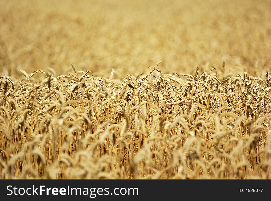 Field of ripe wheat, shallow DOF, landscape/horizontal orientation