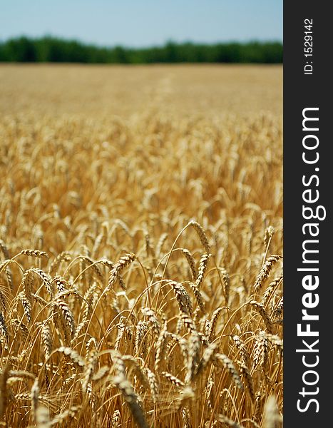 Field of ripe wheat with green trees in background, shallow DOF