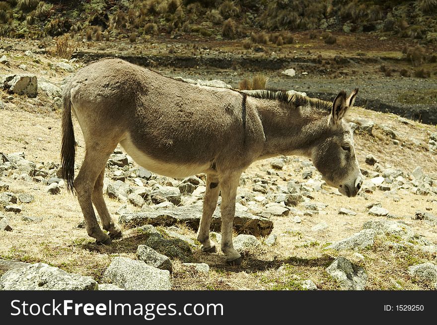 Alone donkey in Cordilleras mountain