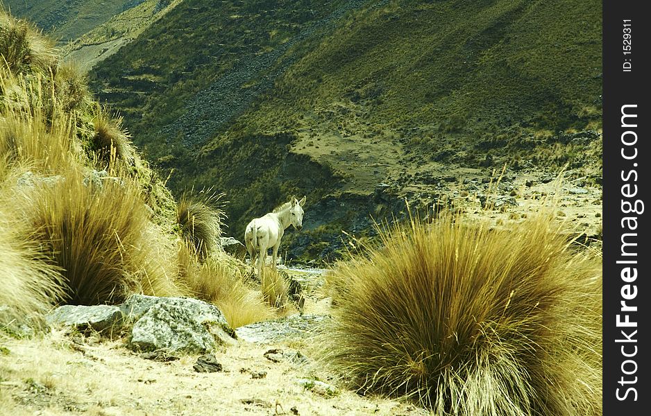 White donkey in Cordilleras