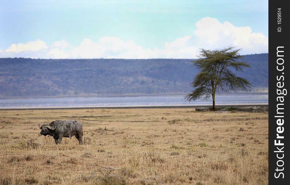 Lonely Buffalo on lake near to a tree