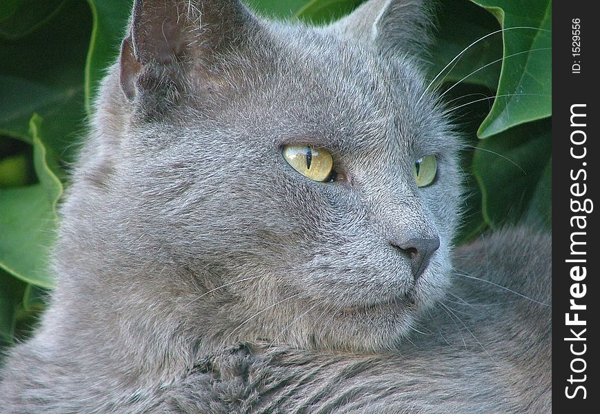 Portrait of gray cat on green background. Portrait of gray cat on green background
