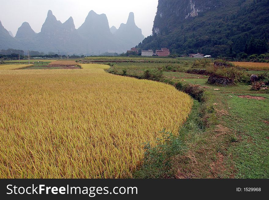 Padi ready for harvest in China. Padi ready for harvest in China