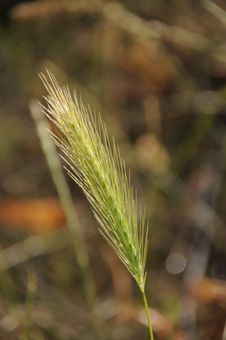 Grass Seed Stock Photo