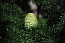 Green Pine Cone Royalty Free Stock Photography Green Pine Cone Royalty Free Stock Photography