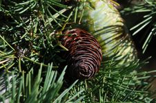 Pine Cone Royalty Free Stock Photo Pine Cone Royalty Free Stock Photo