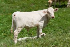Calf In A Prairie Royalty Free Stock Images