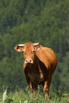 Cow In A Prairie Royalty Free Stock Photo