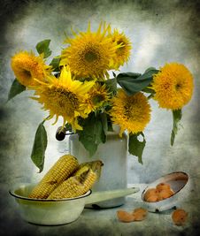 Still Life With Sunflowers And Corn Stock Photography Still Life With Sunflowers And Corn Stock Photography