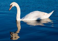 Swan Swimming In A Clear Blue Lake Stock Photography Swan Swimming In A Clear Blue Lake Stock Photography