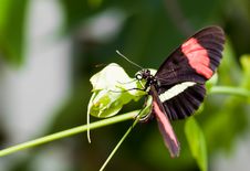 Black Butterfly With Red Stripes On A Leaf Stock Photography Black Butterfly With Red Stripes On A Leaf Stock Photography