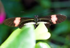Black Butterfly With Red Stripes On A Leaf Stock Photos Black Butterfly With Red Stripes On A Leaf Stock Photos