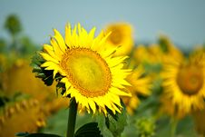 Sunflowers Stock Photography Sunflowers Stock Photography