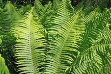 Green Fern Royalty Free Stock Image Green Fern Royalty Free Stock Image