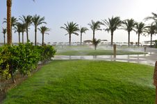 Growing Palm Trees On A Resort Royalty Free Stock Images Growing Palm Trees On A Resort Royalty Free Stock Images