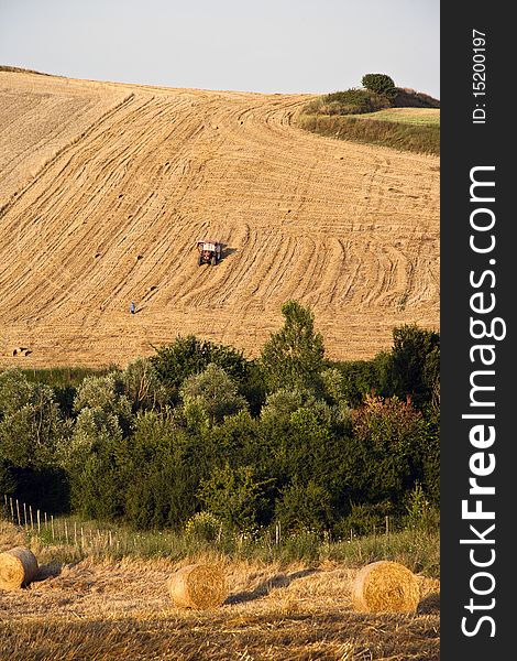 Fields cultivate to grain in campania italy. Fields cultivate to grain in campania italy