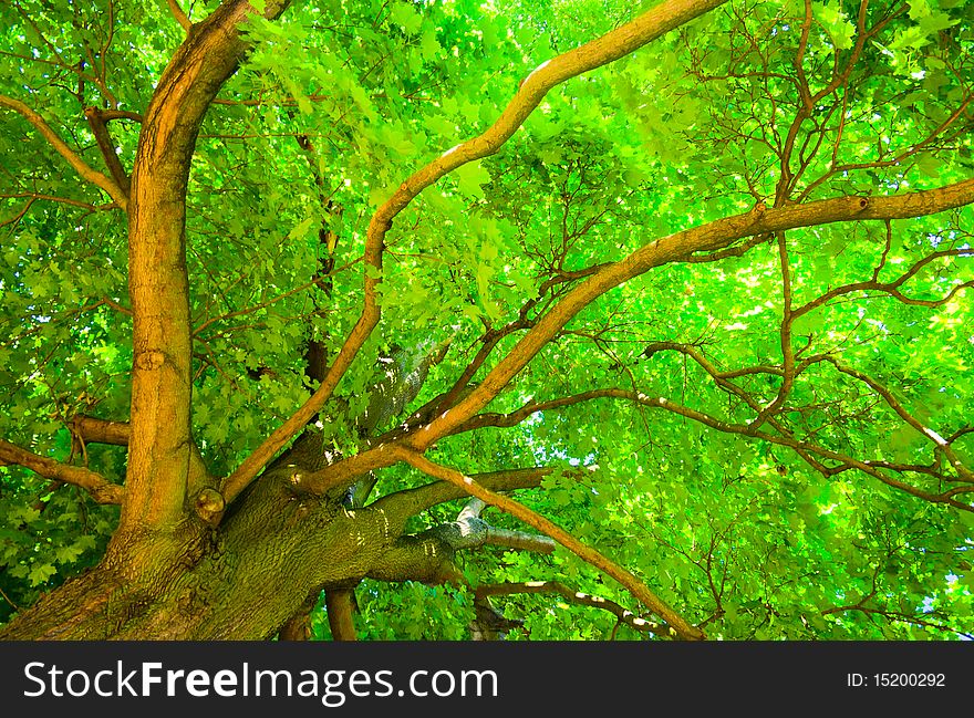 Tree from below