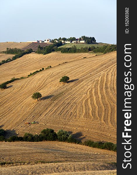 Fields cultivate to grain in campania italy. Fields cultivate to grain in campania italy