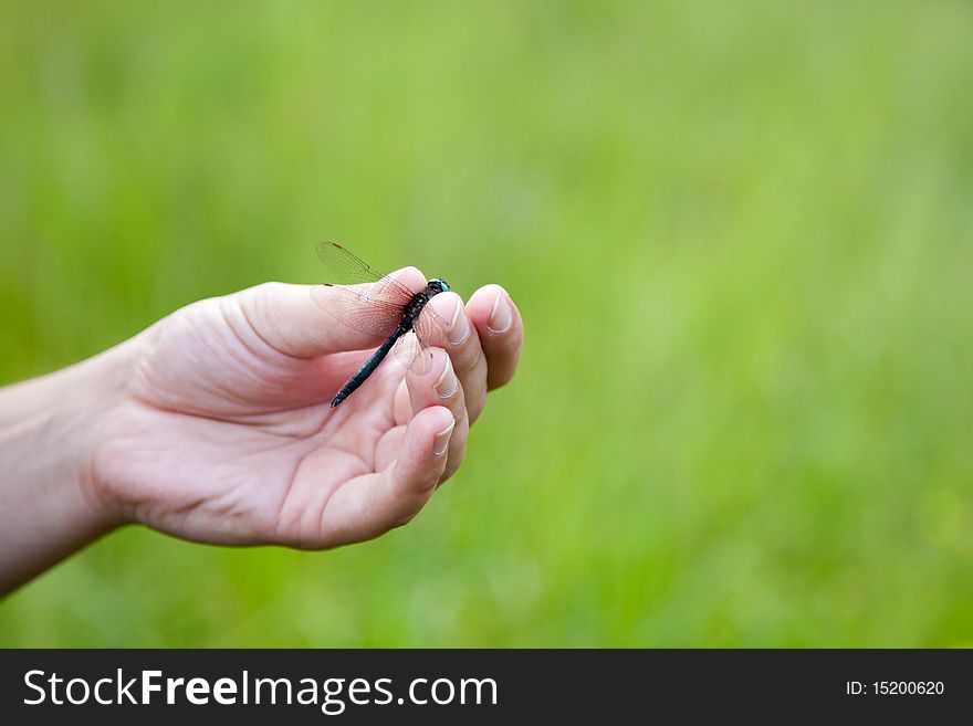 Hand Holding A Dragonfly