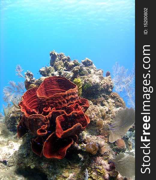 A colourful Caribbean reef scene, featuring a bright red sponge and other soft corals in beautifully clear blue water. A colourful Caribbean reef scene, featuring a bright red sponge and other soft corals in beautifully clear blue water.