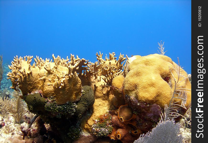 A beautiful coral reef scene made up of hard and soft corals, sponges, fans and fire coral all within a stunningly blue ocean.