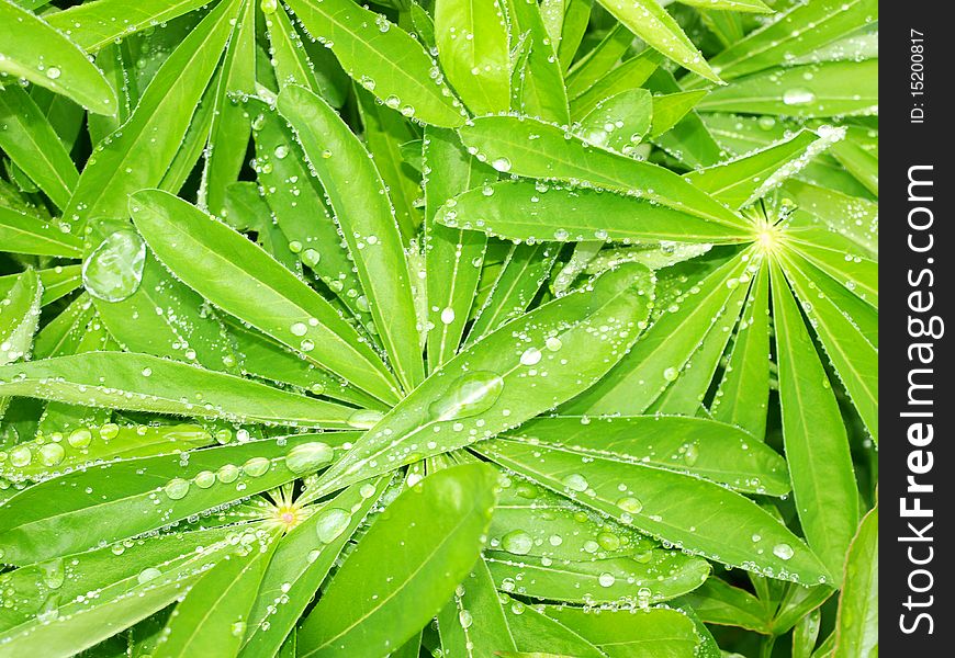 Green leaves with morning dew