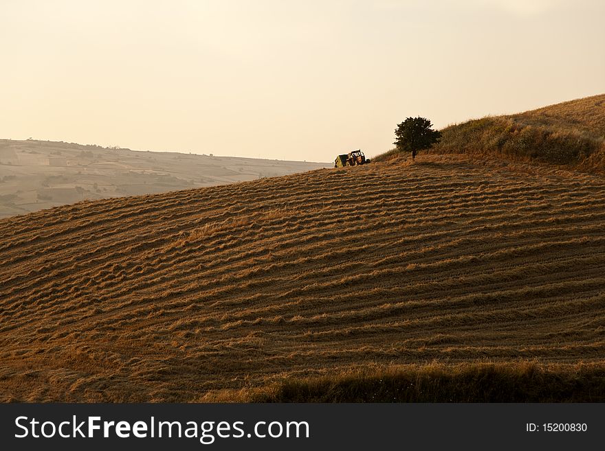 Fields cultivate to grain in campania italy. Fields cultivate to grain in campania italy