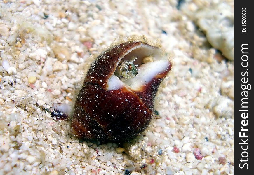 Blenny Hiding In A Shell
