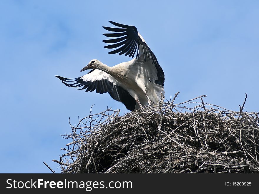 Young Stork