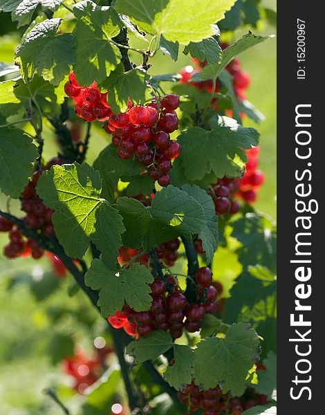 Clusters of the fresh red currant.