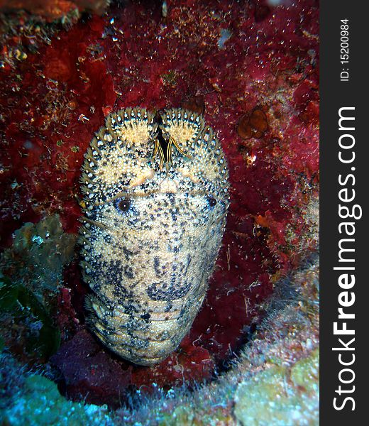 A slipper lobster hides away in a crevice in the daytime, waiting for the safety of nighttime when he will openly walk all over the reef looking for food.