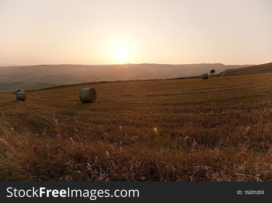 Fields cultivate to grain in campania italy. Fields cultivate to grain in campania italy